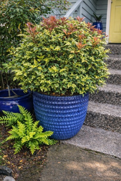 Osmanthus Гошікі в контейнері